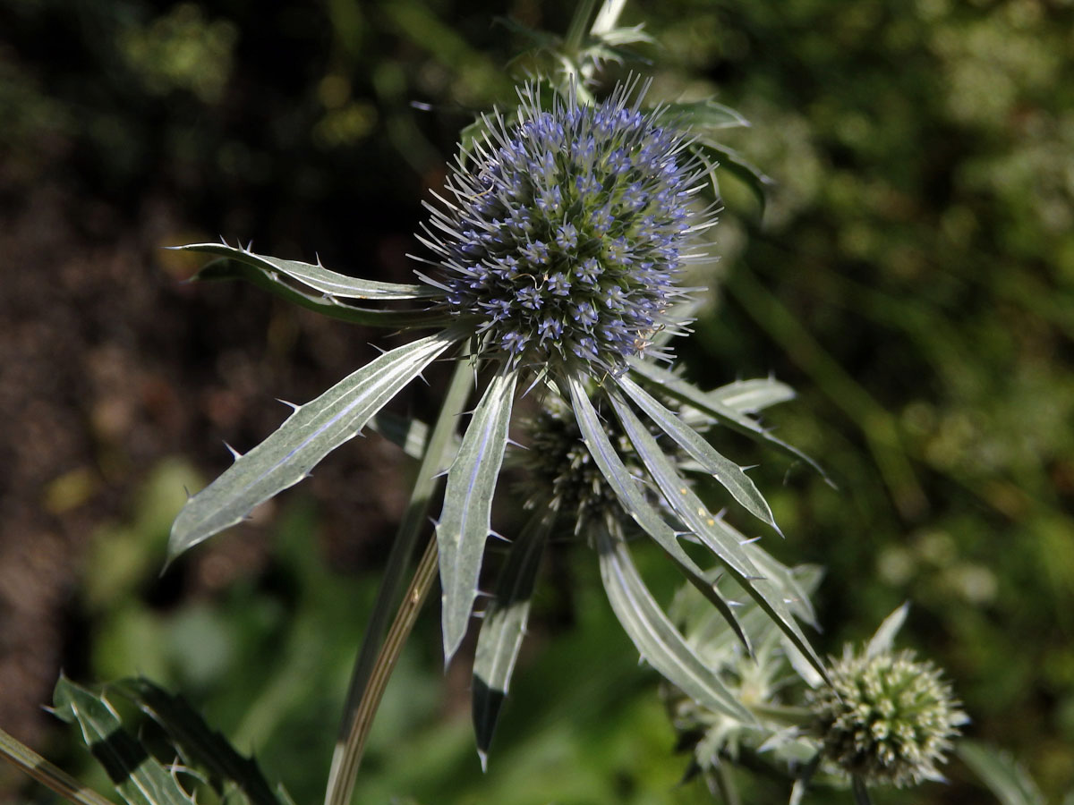 Máčka plocholistá (Eryngium planum L.)