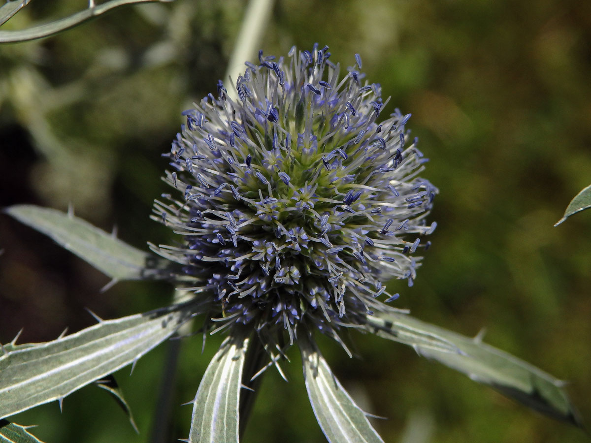 Máčka plocholistá (Eryngium planum L.)