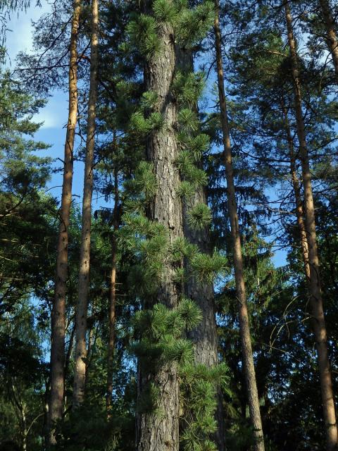 Borovice tuhá (Pinus rigida Mill.)