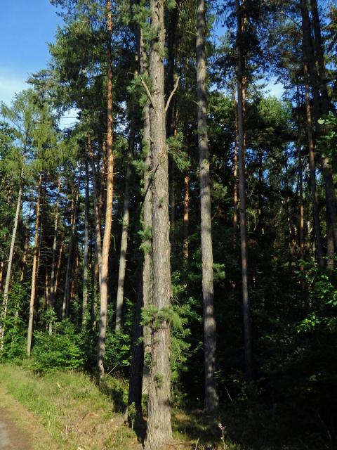 Borovice tuhá (Pinus rigida Mill.)