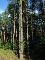 Borovice tuhá (Pinus rigida Mill.)