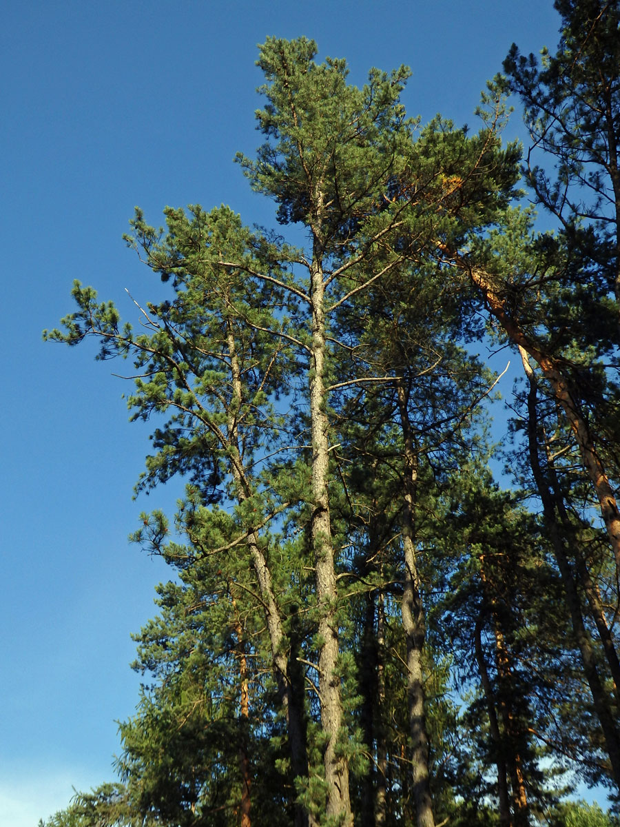 Borovice tuhá (Pinus rigida Mill.)