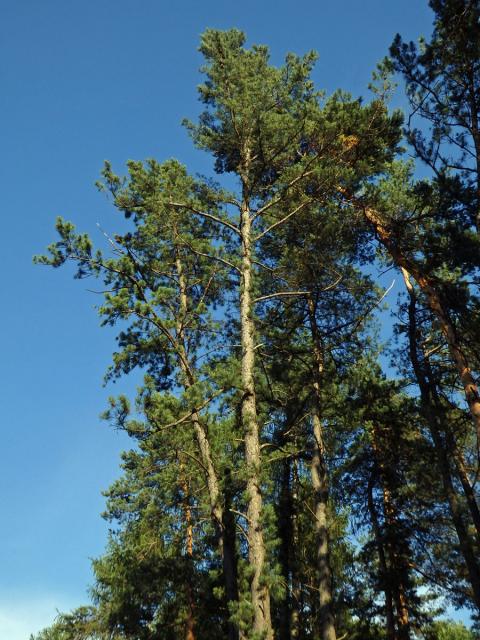 Borovice tuhá (Pinus rigida Mill.)