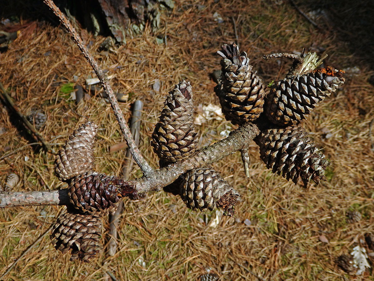 Borovice tuhá (Pinus rigida Mill.)