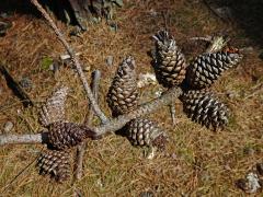 Borovice tuhá (Pinus rigida Mill.)