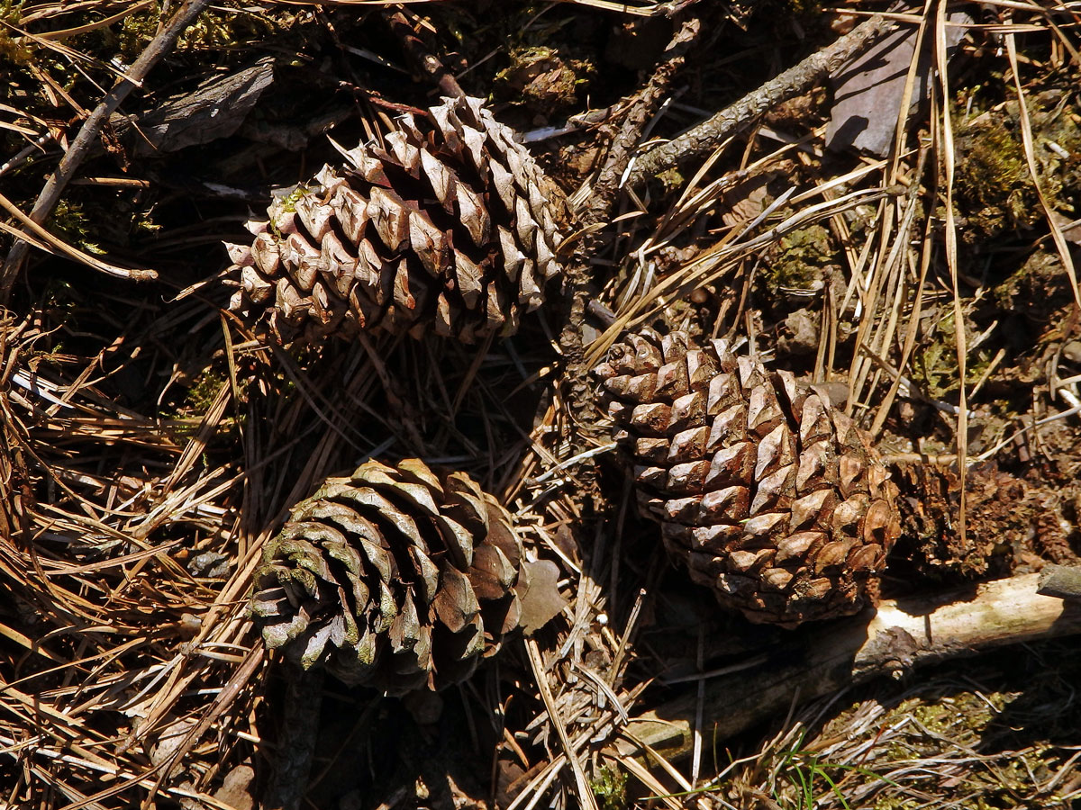 Borovice tuhá (Pinus rigida Mill.)