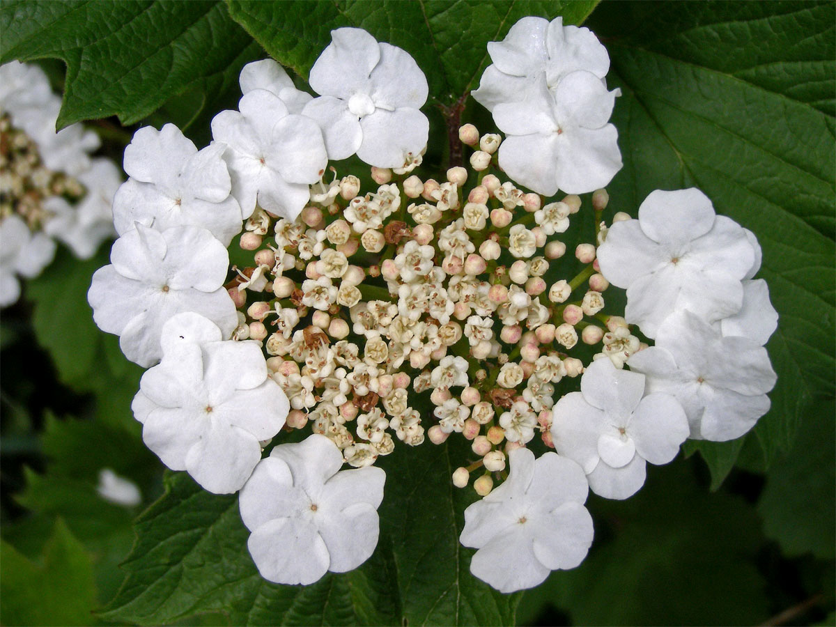 Kalina obecná (Viburnum opulus L.)