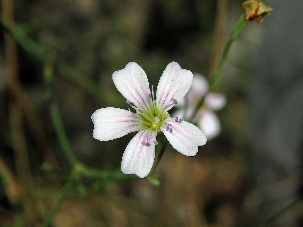 Hvozdíček lomikamenovitý (Petrorhagia saxifraga (L.) Link)