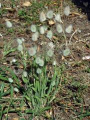 Zaječí ocásek vejčitý (Lagurus ovatus L.)