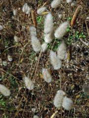 Zaječí ocásek vejčitý (Lagurus ovatus L.)