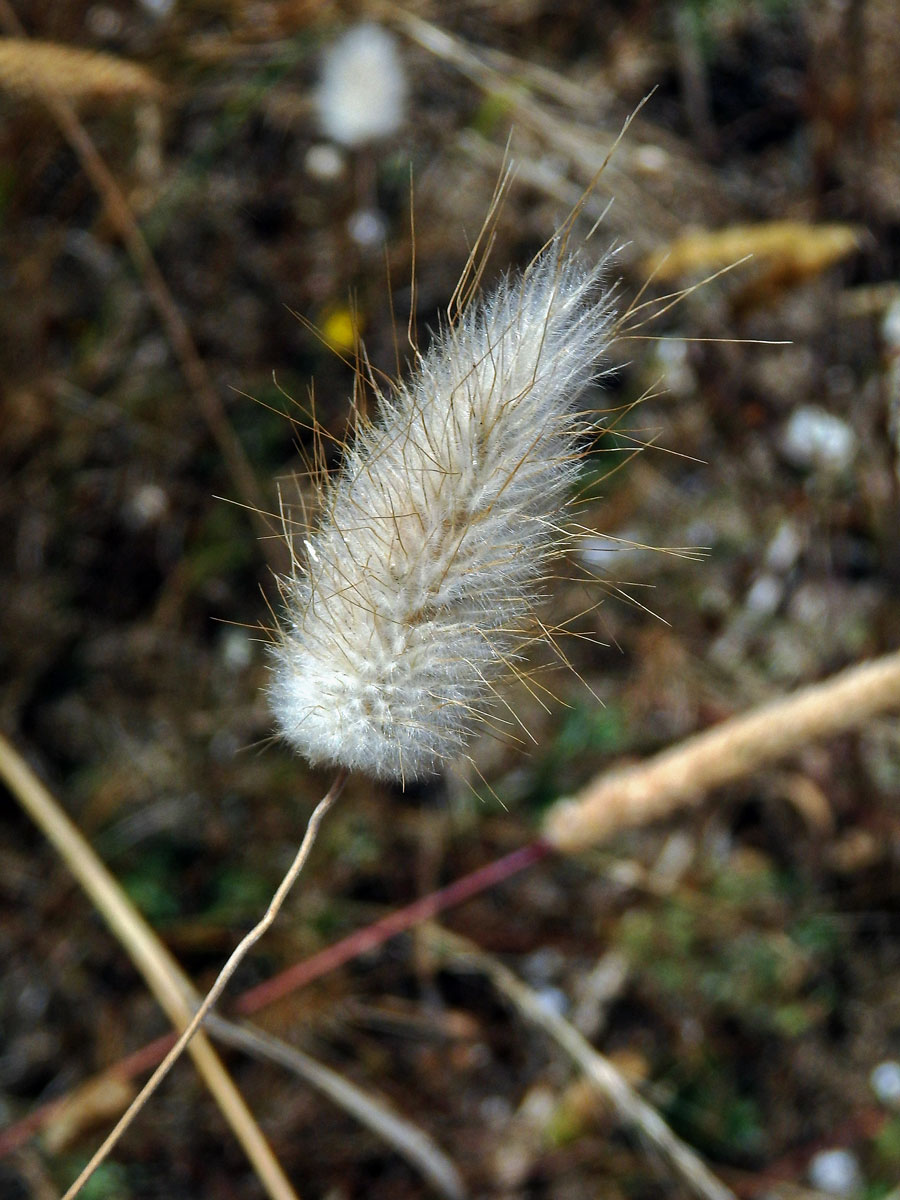 Zaječí ocásek vejčitý (Lagurus ovatus L.)