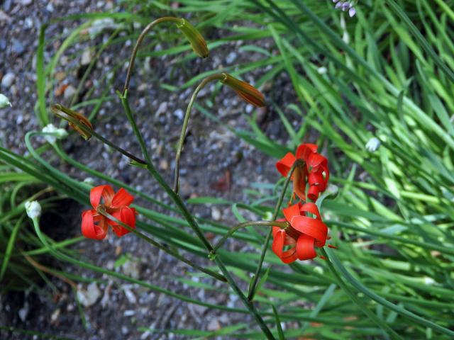 Lilie (Lilium callosum Siebold & Zucc.)