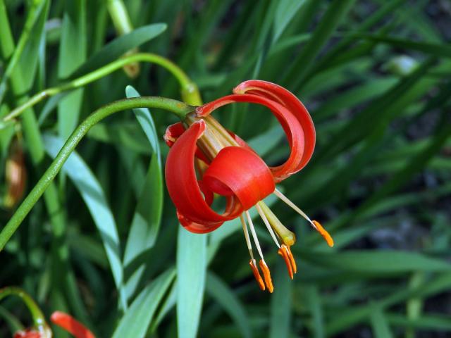 Lilie (Lilium callosum Siebold & Zucc.)