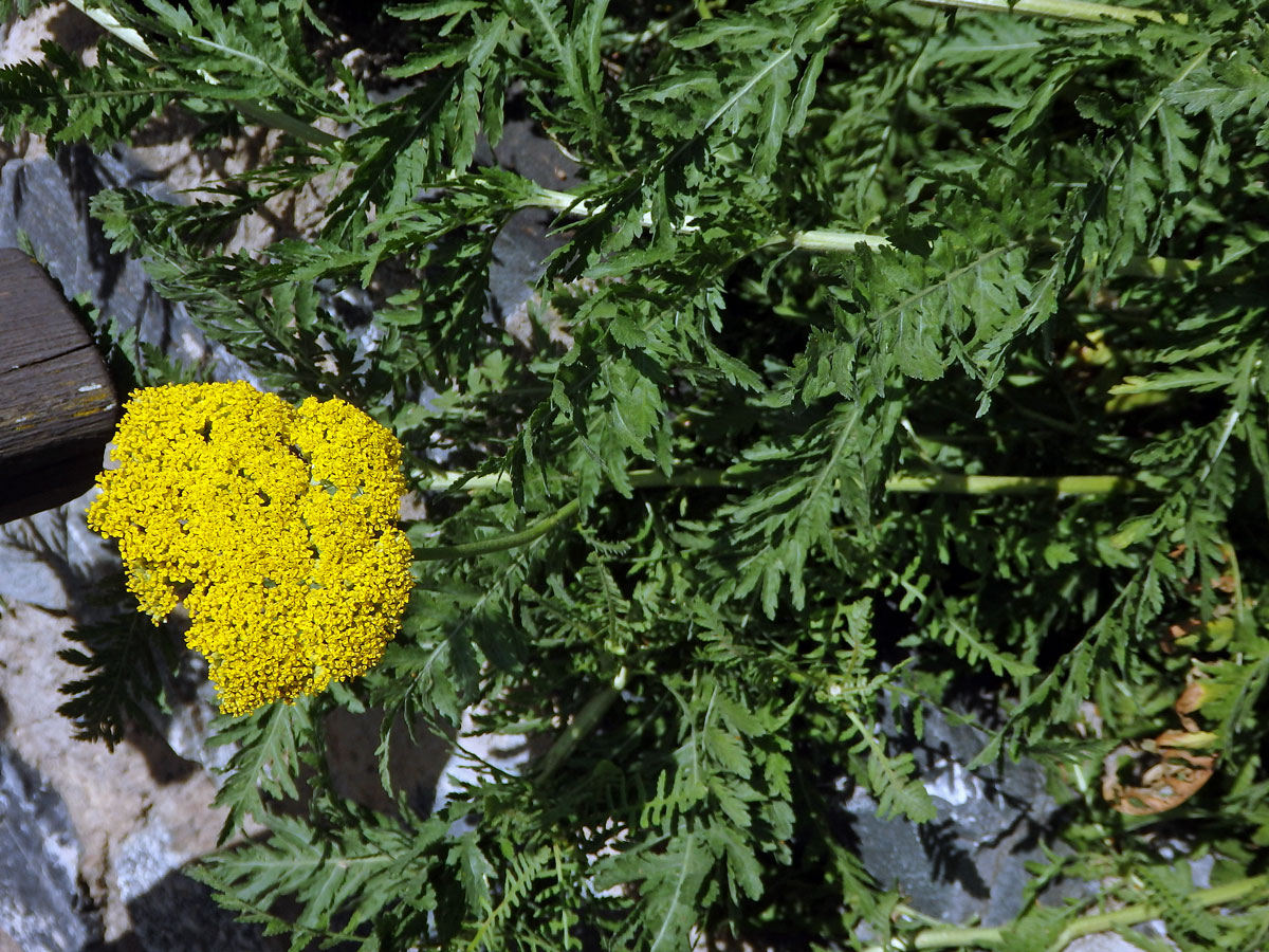 Řebříček tužebníkovitý (Achillea filipendulina Lam.)