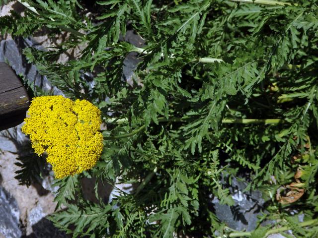 Řebříček tužebníkovitý (Achillea filipendulina Lam.)