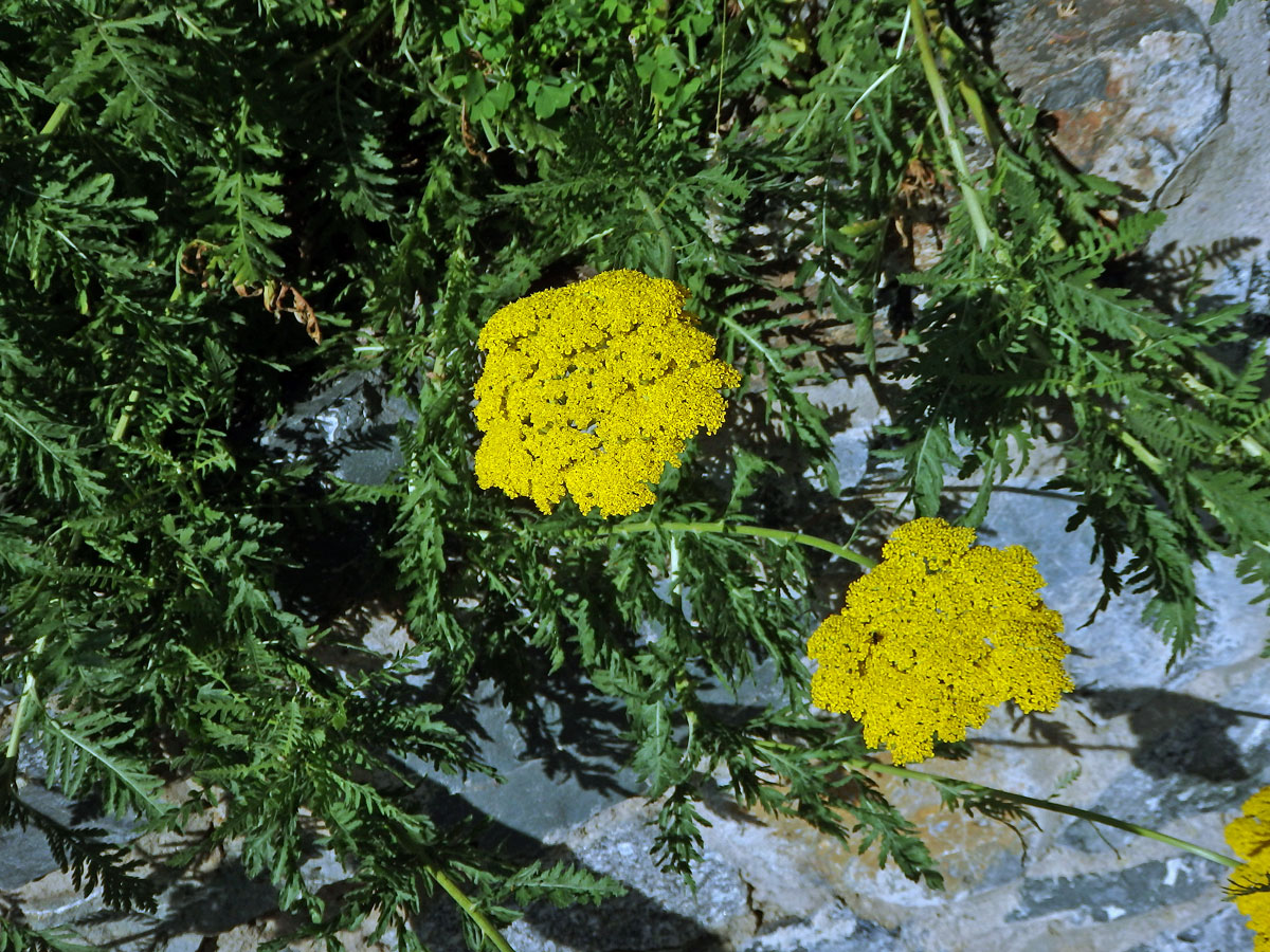 Řebříček tužebníkovitý (Achillea filipendulina Lam.)