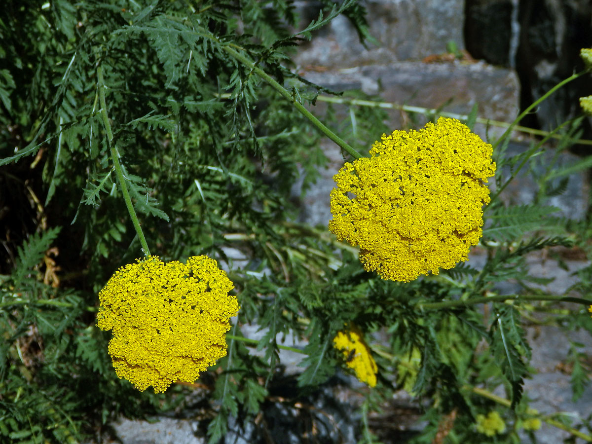 Řebříček tužebníkovitý (Achillea filipendulina Lam.)