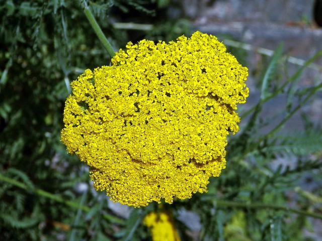 Řebříček tužebníkovitý (Achillea filipendulina Lam.)