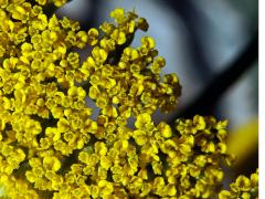 Řebříček tužebníkovitý (Achillea filipendulina Lam.)