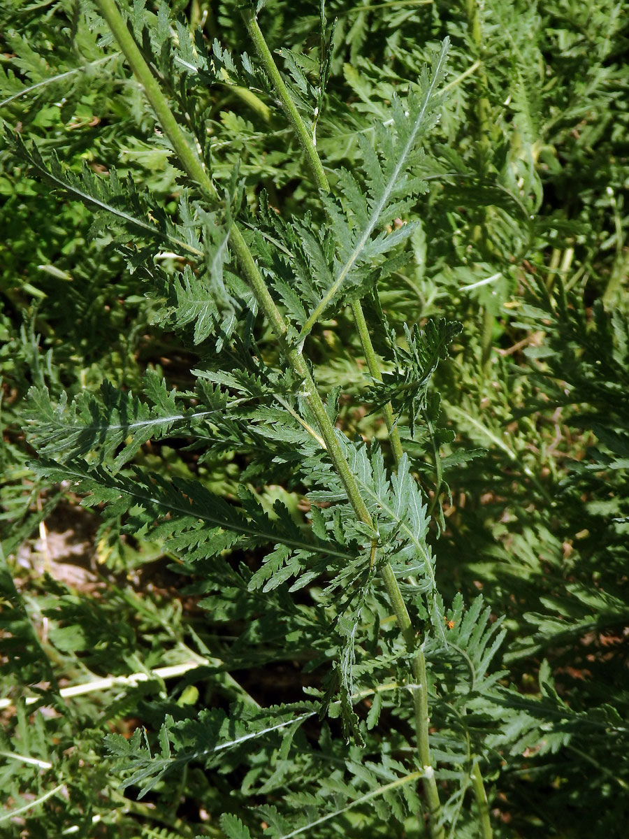 Řebříček tužebníkovitý (Achillea filipendulina Lam.)