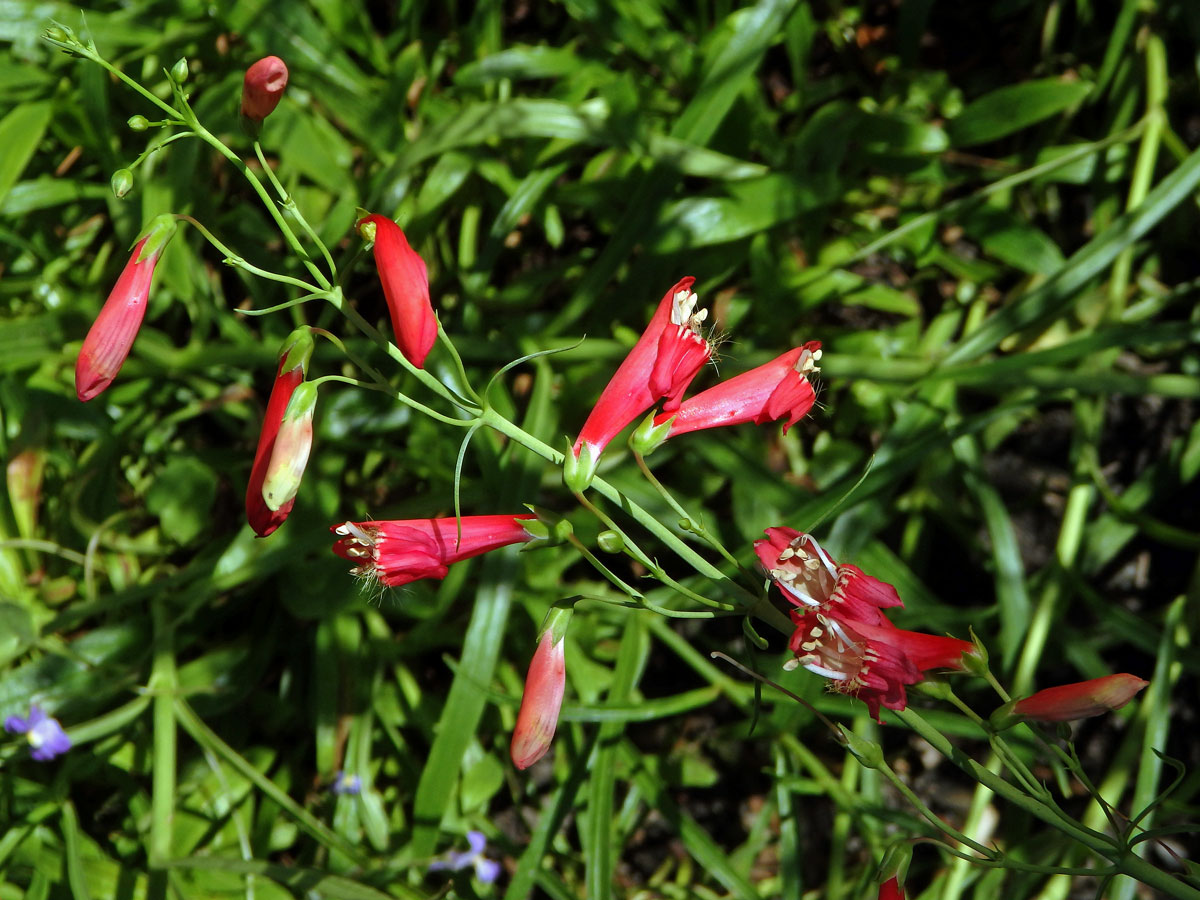 Dračík Kunthův (Penstemon kunthii G. Don)