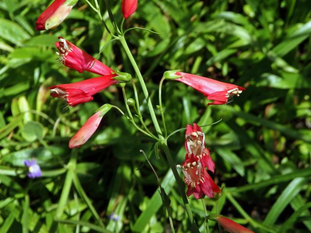 Dračík Kunthův (Penstemon kunthii G. Don)