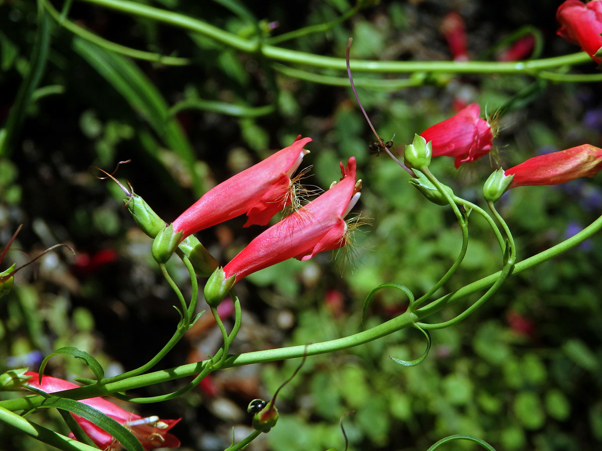 Dračík Kunthův (Penstemon kunthii G. Don)