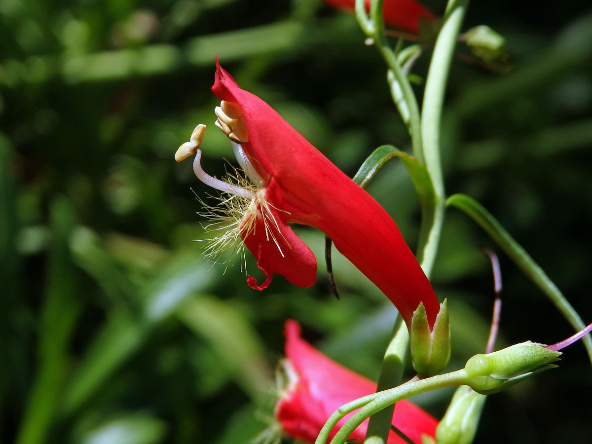 Dračík Kunthův (Penstemon kunthii G. Don)