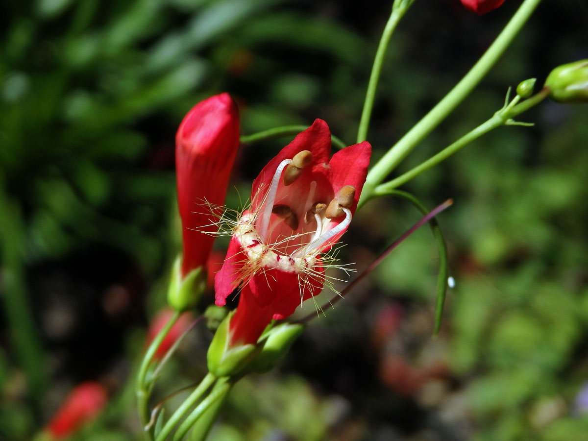 Dračík Kunthův (Penstemon kunthii G. Don)