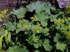 Kontryhel měkký (Alchemilla mollis (Buser) Rothm.)