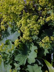 Kontryhel měkký (Alchemilla mollis (Buser) Rothm.)