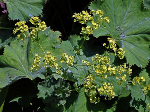 Kontryhel měkký (Alchemilla mollis (Buser) Rothm.)