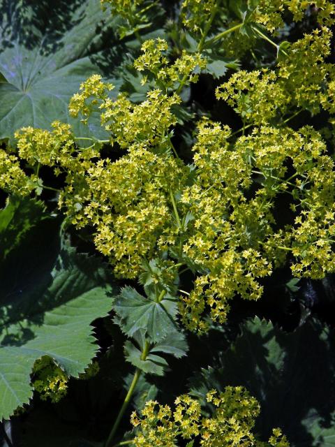 Kontryhel měkký (Alchemilla mollis (Buser) Rothm.)