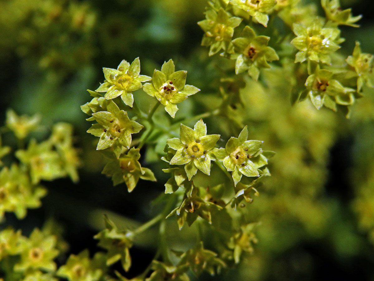 Kontryhel měkký (Alchemilla mollis (Buser) Rothm.)