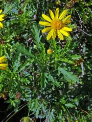 Kopretinovec dřevnatý (Argyranthemum frutescens (L.) Sch. Bip.)