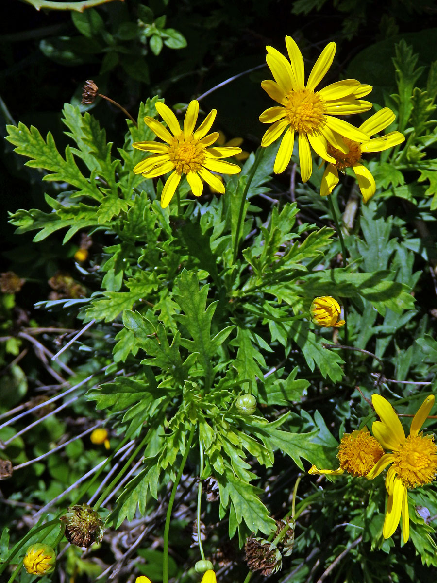 Kopretinovec dřevnatý (Argyranthemum frutescens (L.) Sch. Bip.)