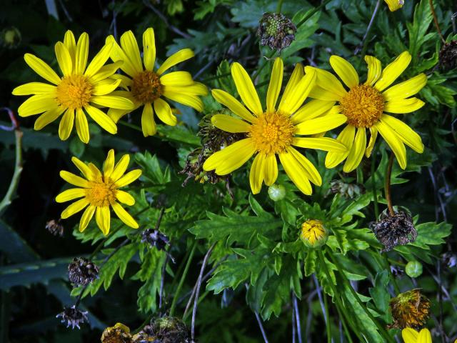 Kopretinovec dřevnatý (Argyranthemum frutescens (L.) Sch. Bip.)