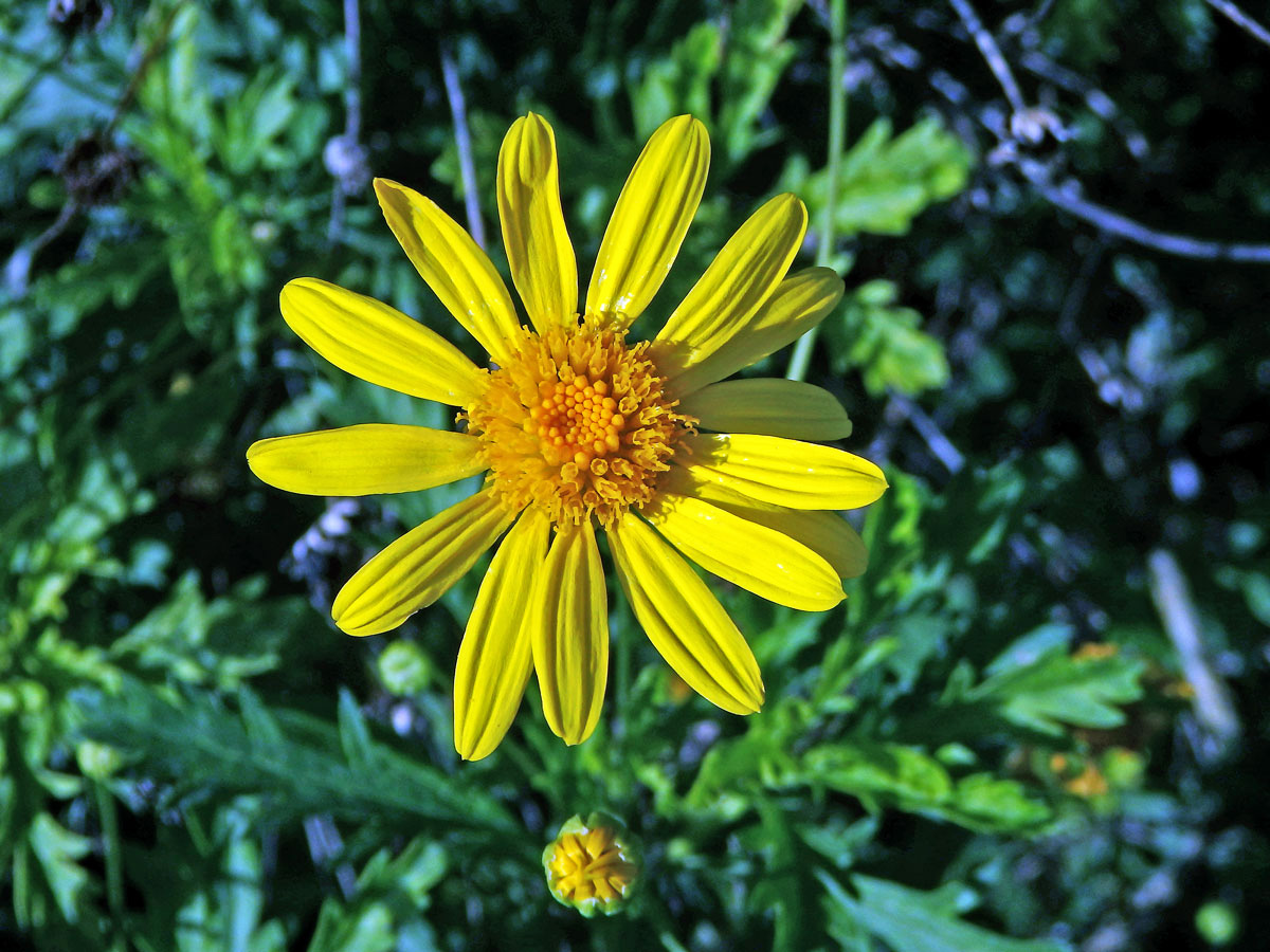 Kopretinovec dřevnatý (Argyranthemum frutescens (L.) Sch. Bip.)