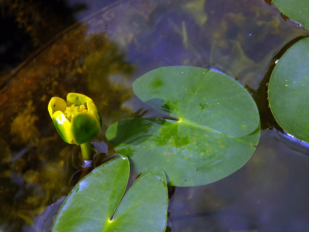 Stulík malý (Nuphar pumila (Timm) DC.)