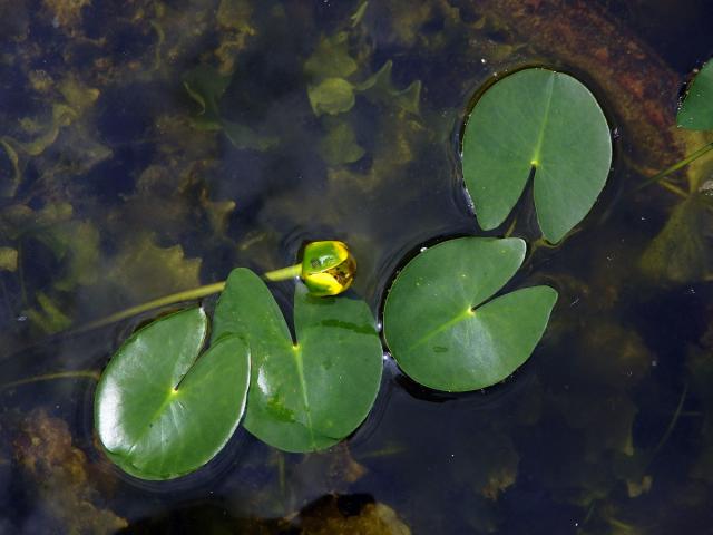 Stulík malý (Nuphar pumila (Timm) DC.)