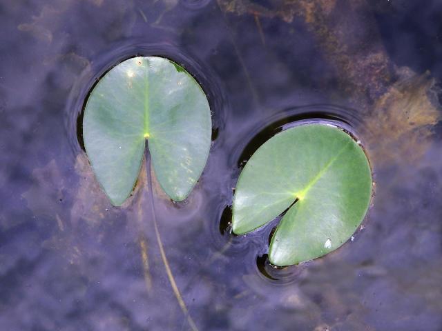 Stulík malý (Nuphar pumila (Timm) DC.)