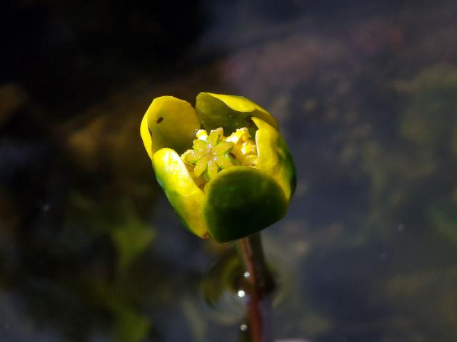 Stulík malý (Nuphar pumila (Timm) DC.)