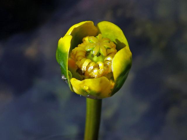 Stulík malý (Nuphar pumila (Timm) DC.)