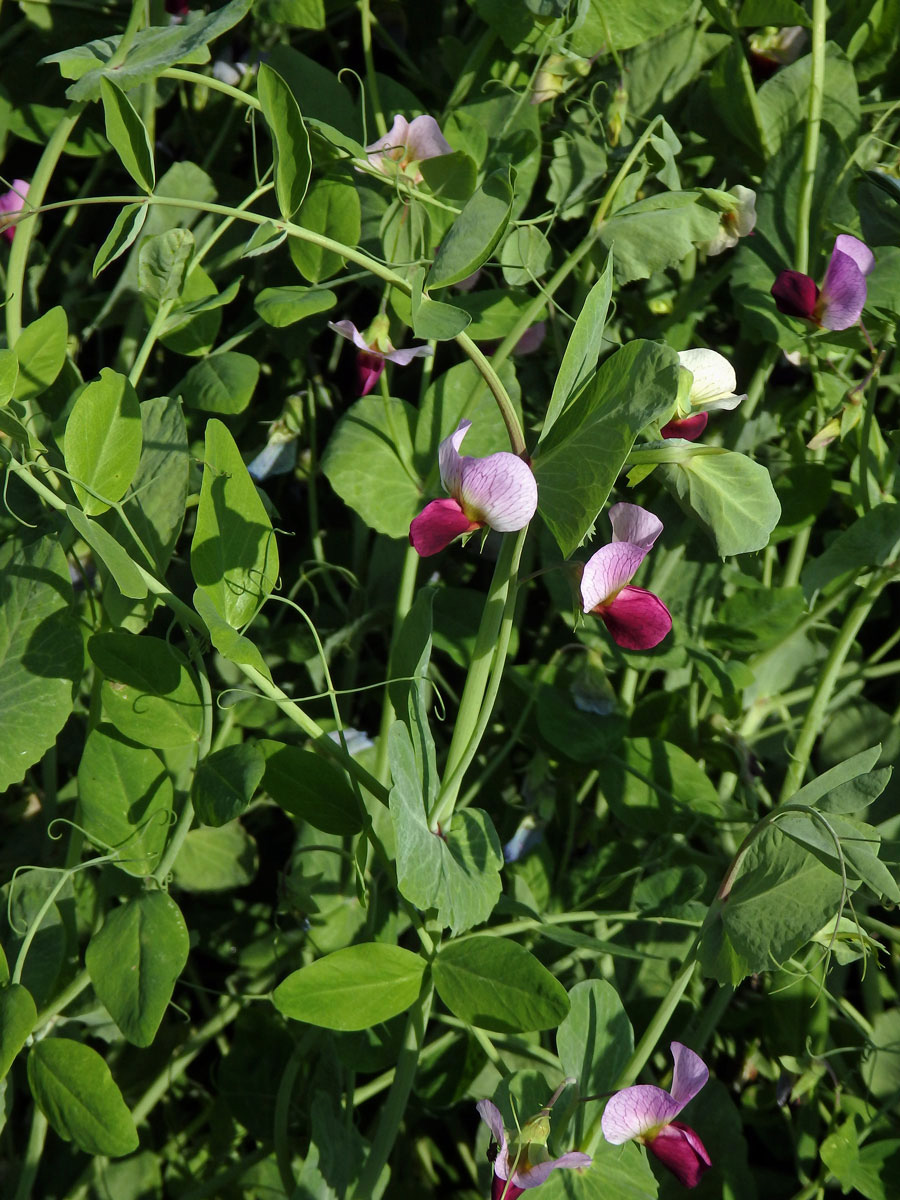 Hrách setý cukrový (Pisum sativum convar. axiphium)