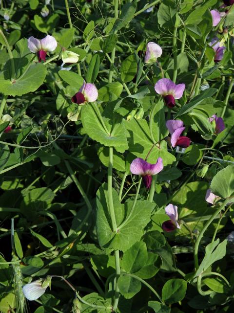 Hrách setý cukrový (Pisum sativum convar. axiphium)