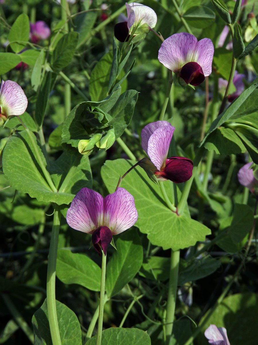 Hrách setý cukrový (Pisum sativum convar. axiphium)