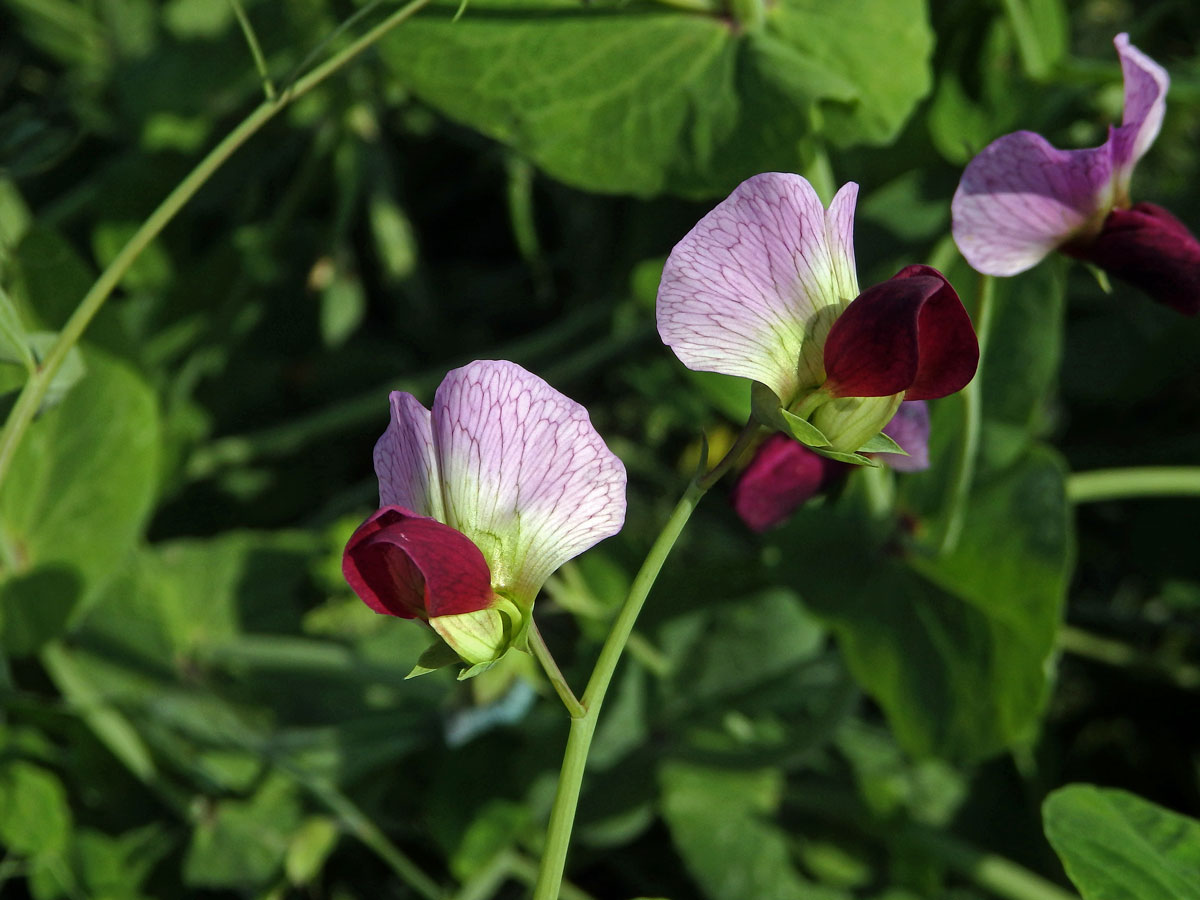 Hrách setý cukrový (Pisum sativum convar. axiphium)