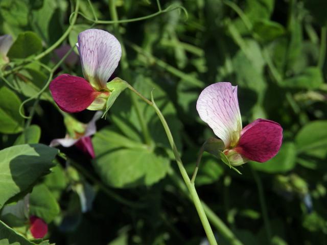 Hrách setý cukrový (Pisum sativum convar. axiphium)