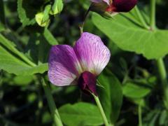 Hrách setý cukrový (Pisum sativum convar. axiphium)