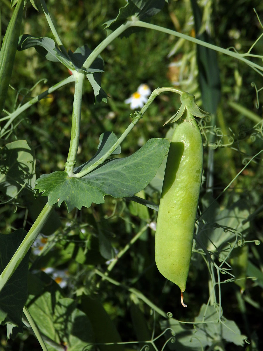 Hrách setý cukrový (Pisum sativum convar. axiphium)